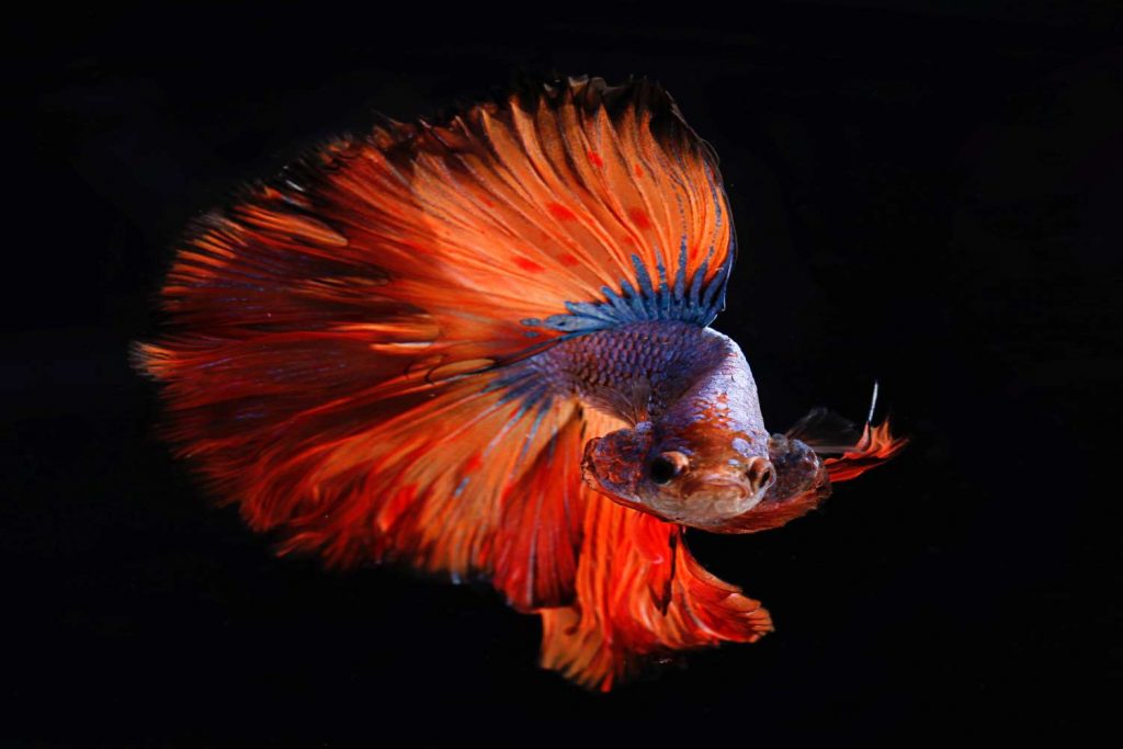 Abfischen von Passwoerter via Pishing-Attacke