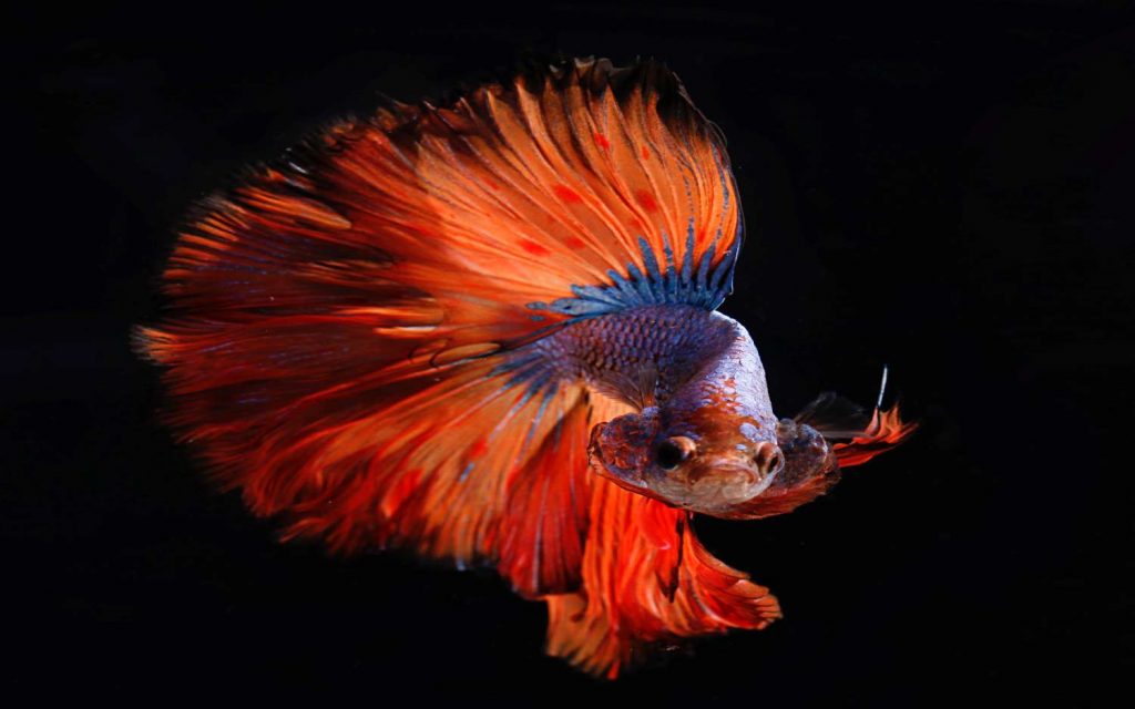 Abfischen von Passwoerter via Pishing-Attacke